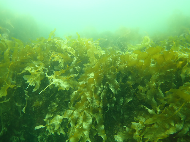 Seaweed growth was determined through a survey