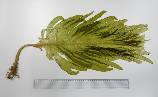 Wakame measured after being harvested