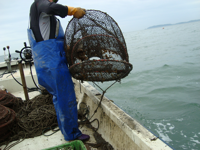 Catch survey performed using basket net fishing