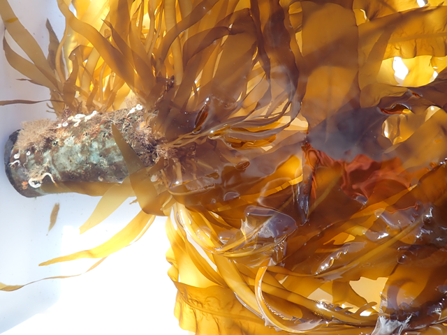 Seaweed growing on substrate