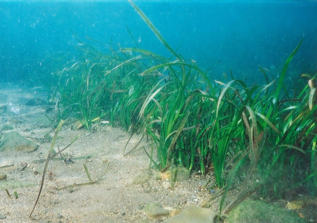 Eelgrass Growth Status