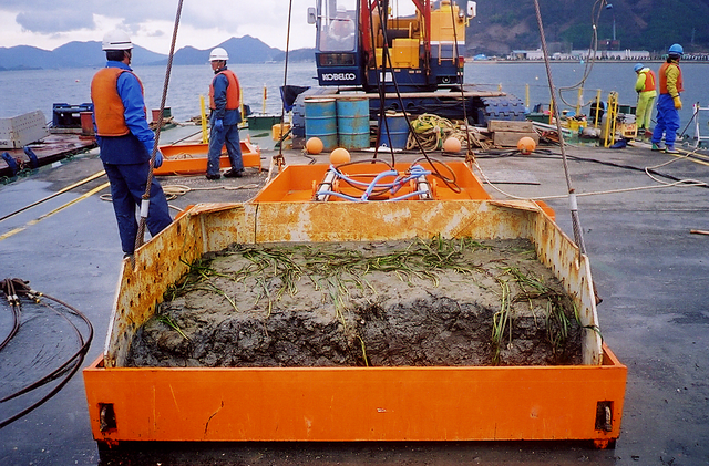 Eelgrass transplanted using machinery