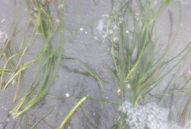 Transplanted Zostera