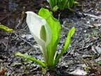 Asian skunk cabbage