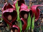 Eastern skunk cabbage