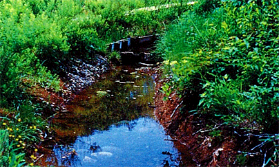Waterway serving as a firefly habitat