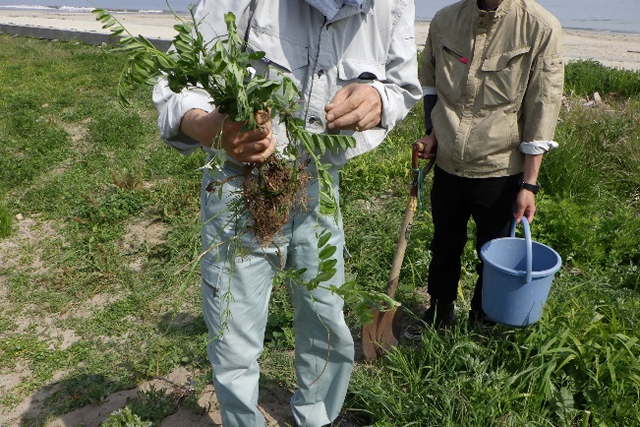 Thunbergia laurifolia shown while being transplanted